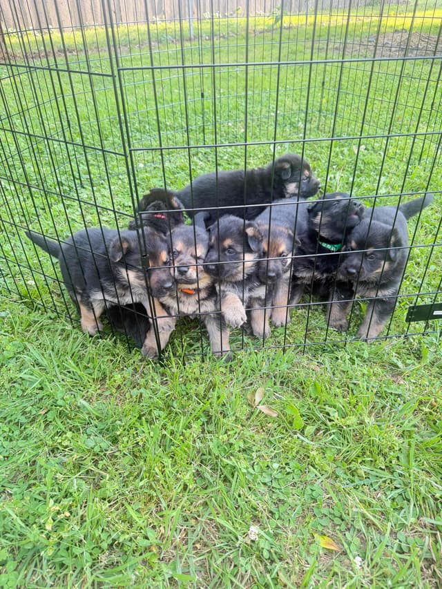 German Shepherd Dog Puppies- Northeast Texas media 9