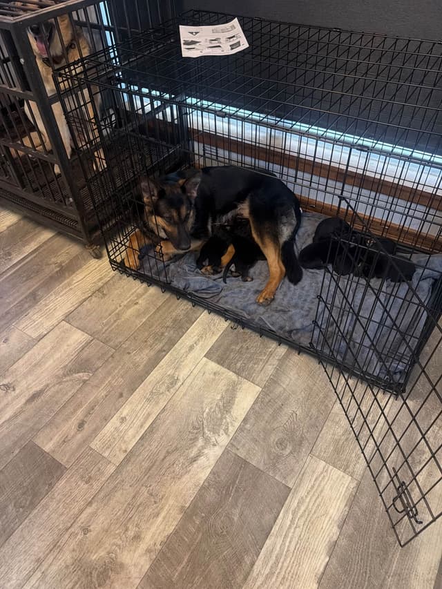 German Shepherd Dog Puppies- Northeast Texas media 12