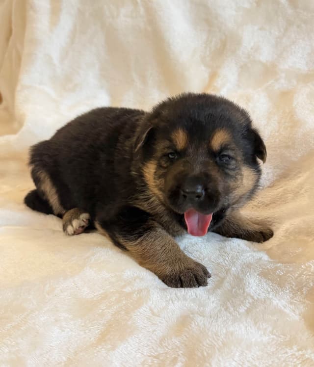 German Shepherd Dog Puppies- Northeast Texas media 8