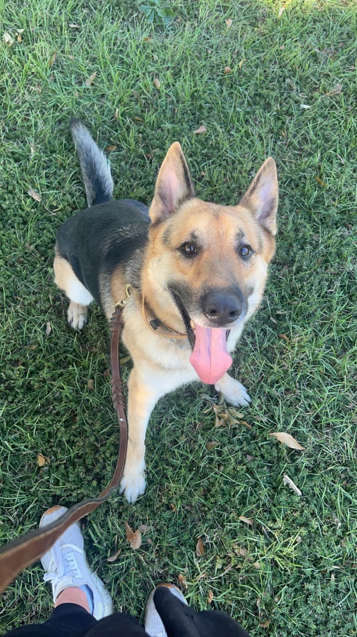 German Shepherd Dog Puppies- Northeast Texas breeder image 4