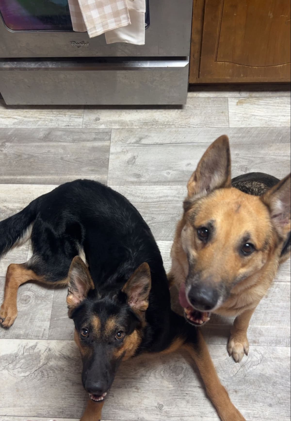 German Shepherd Dog Puppies- Northeast Texas breeder image 2