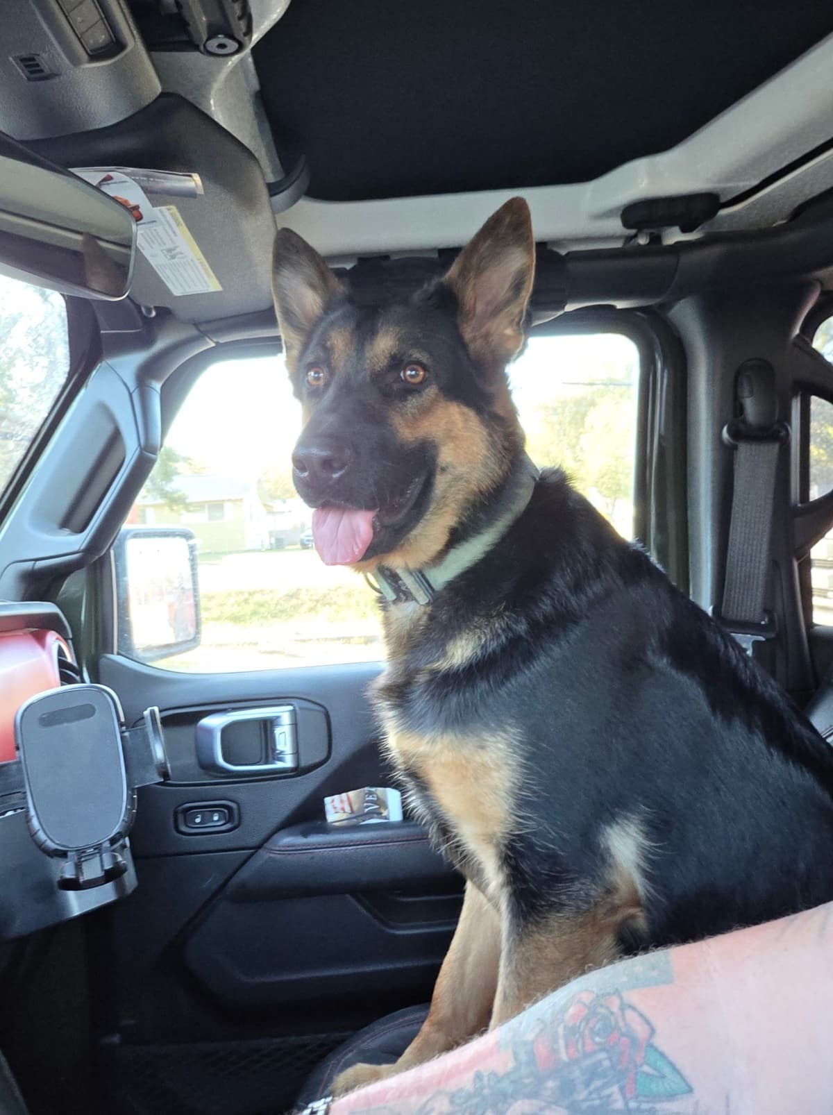 German Shepherd Dog Puppies- Northeast Texas breeder image 5