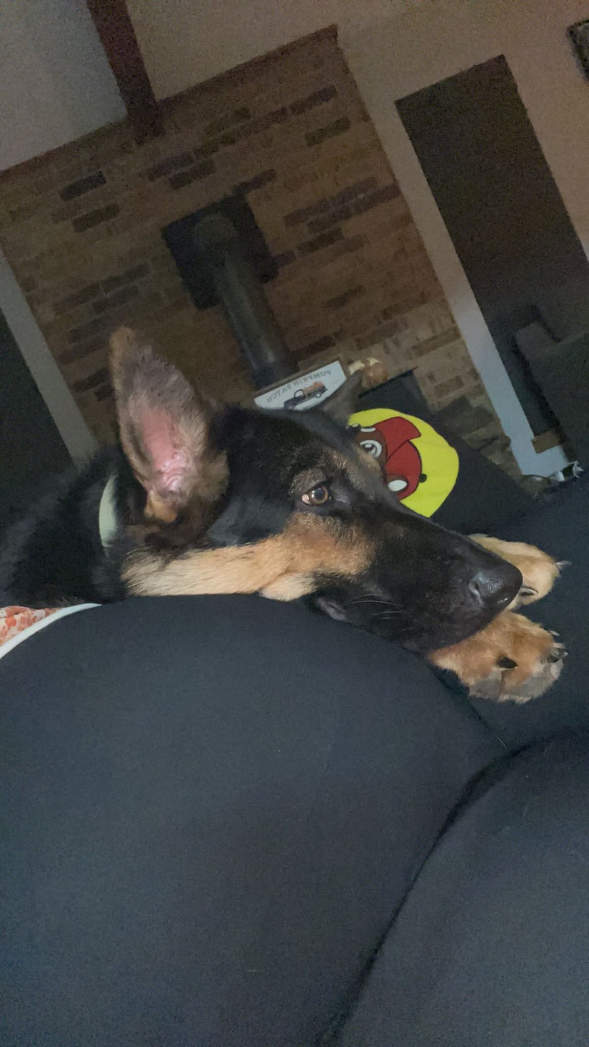 German Shepherd Dog Puppies- Northeast Texas breeder image 7