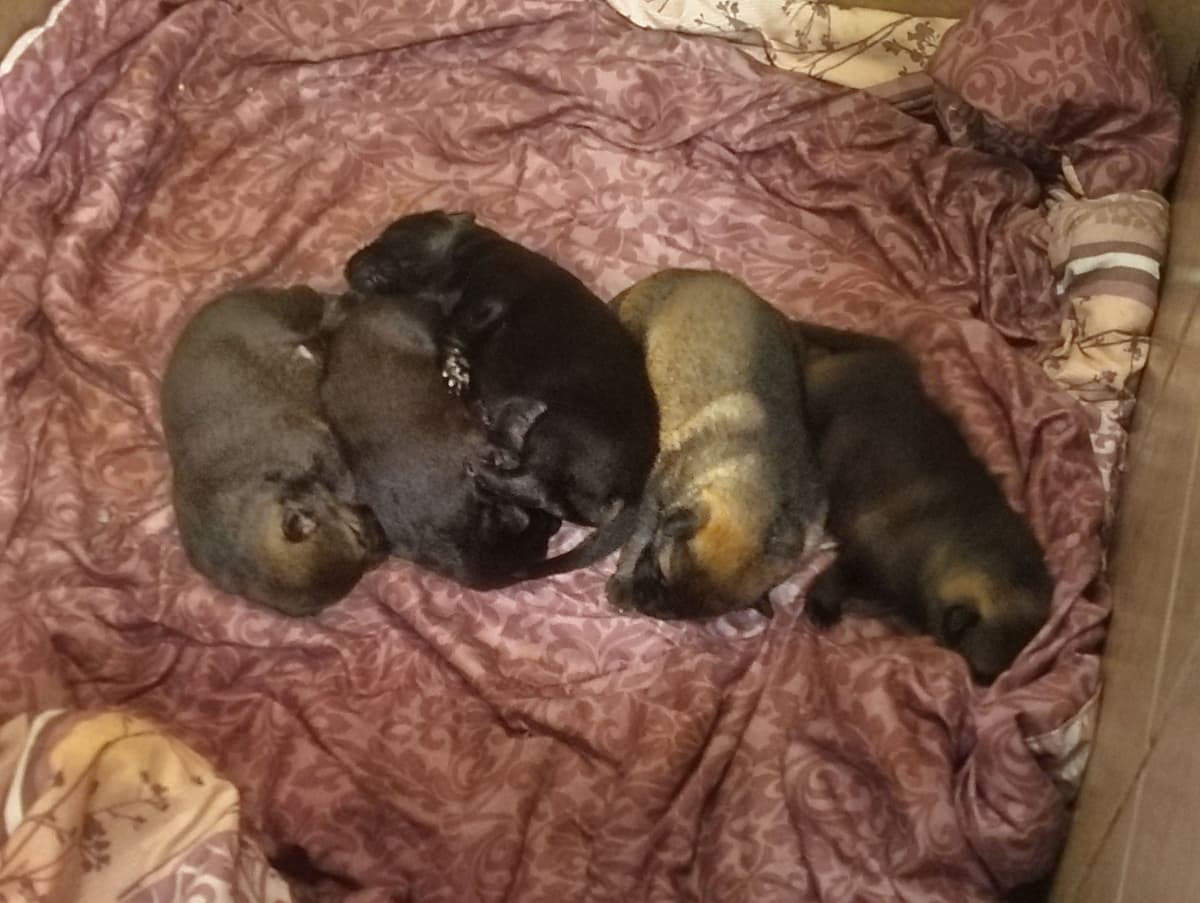 AKC Black and Sable German Shepherd Puppies! breeder image 2