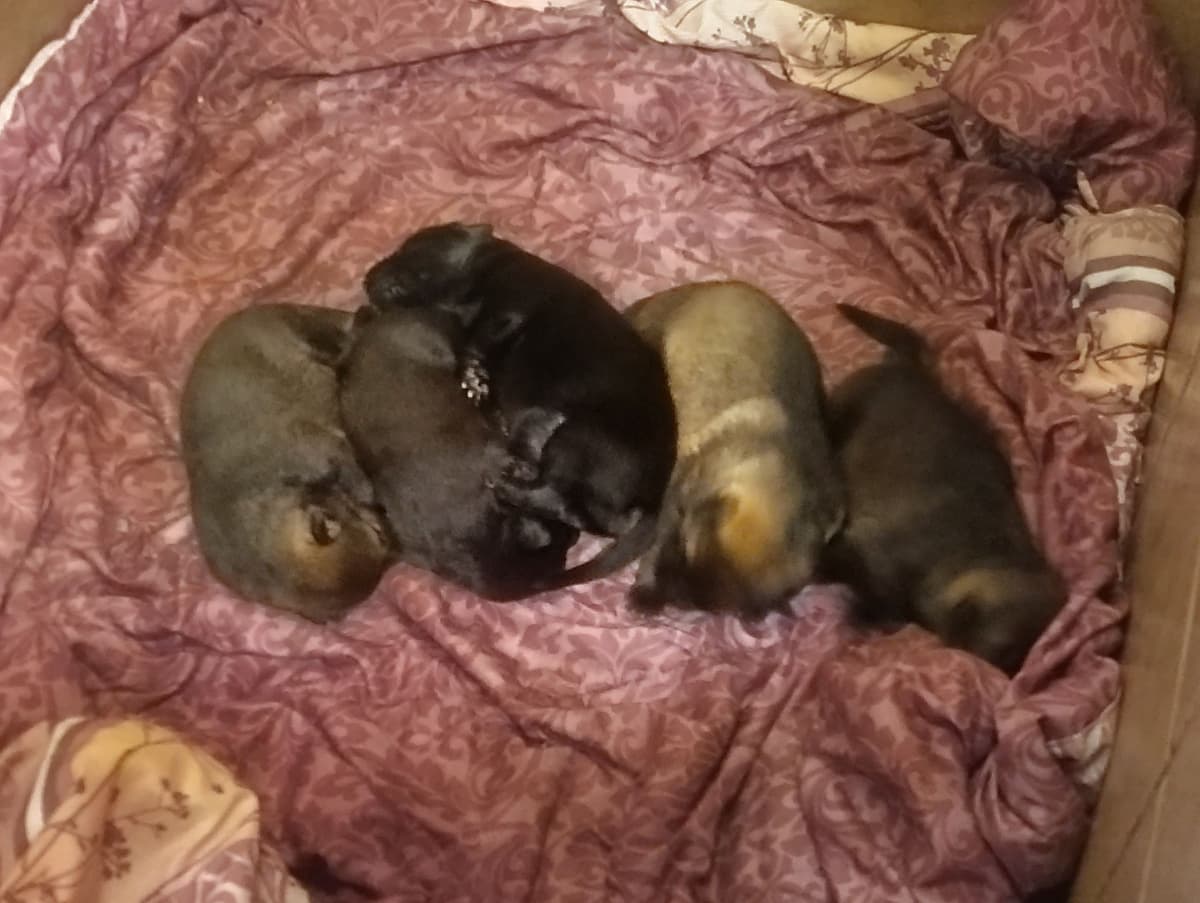 AKC Black and Sable German Shepherd Puppies! breeder image 3
