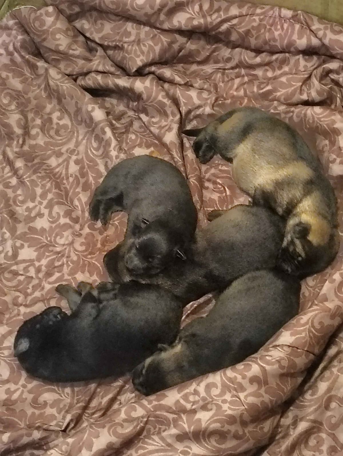 AKC Black and Sable German Shepherd Puppies! breeder image 5