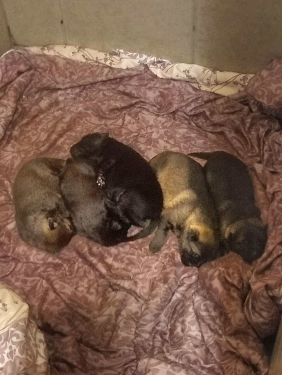 AKC Black and Sable German Shepherd Puppies! breeder image 7