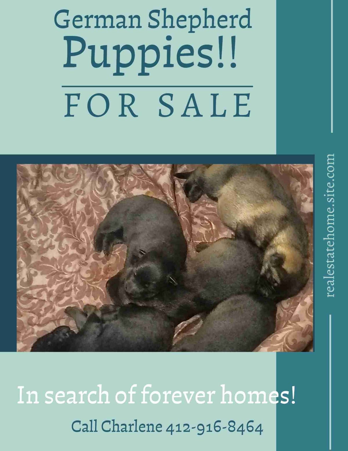 AKC Black and Sable German Shepherd Puppies! breeder image 8