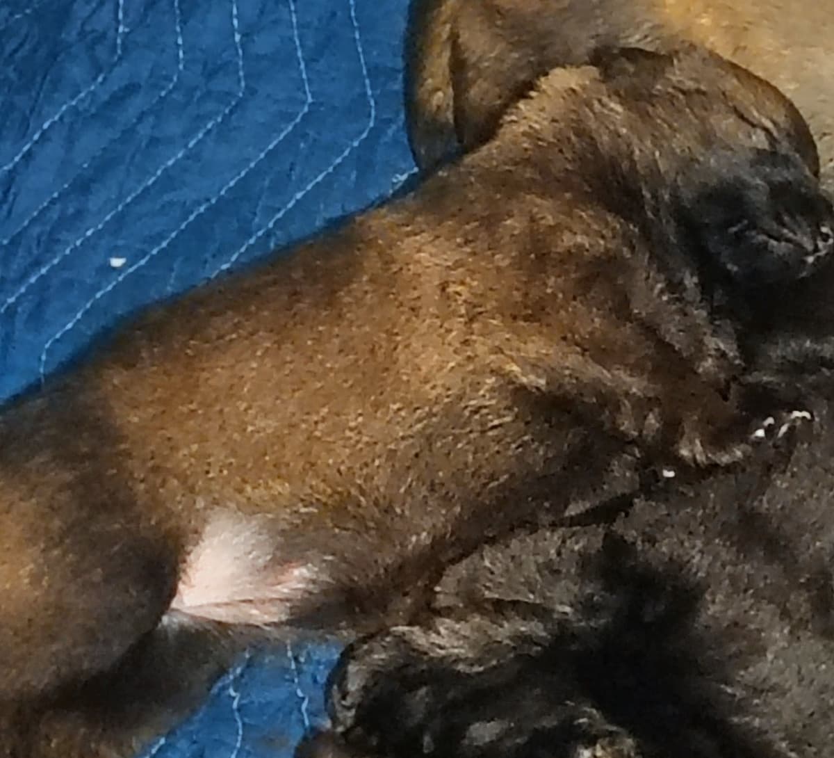 AKC Black and Sable German Shepherd Puppies! breeder image 10