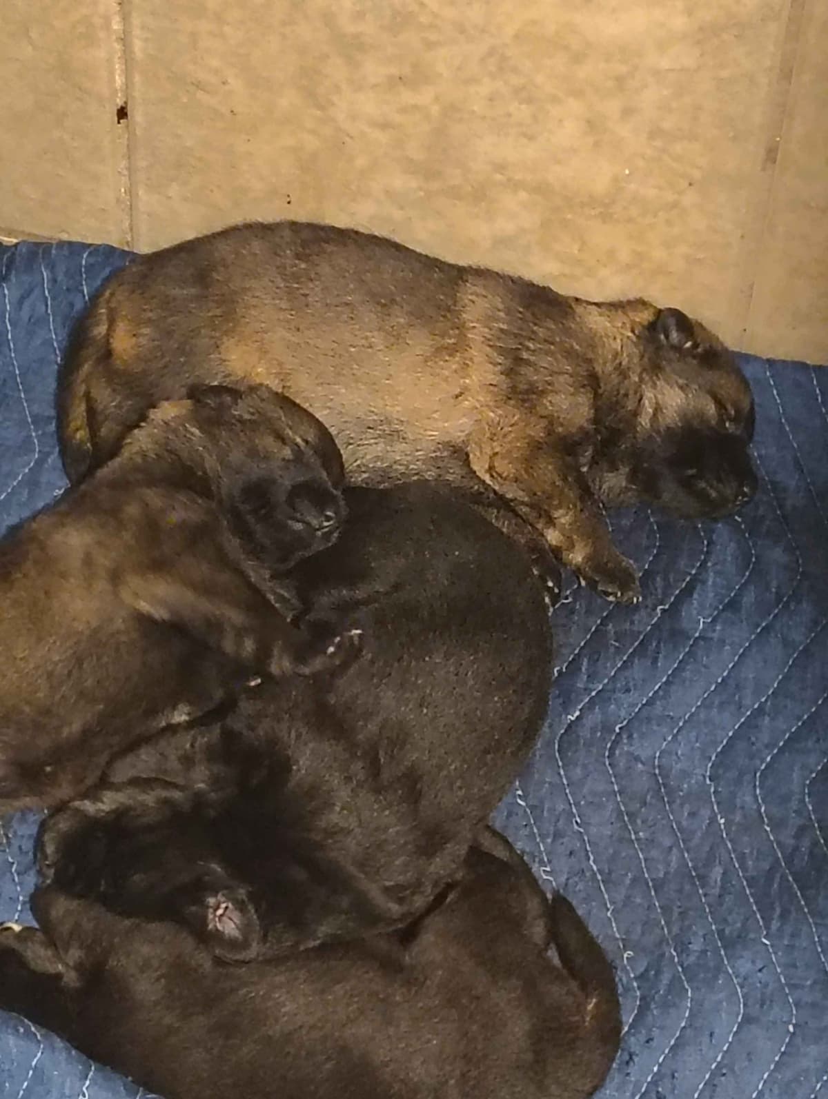 AKC Black and Sable German Shepherd Puppies! breeder image 11