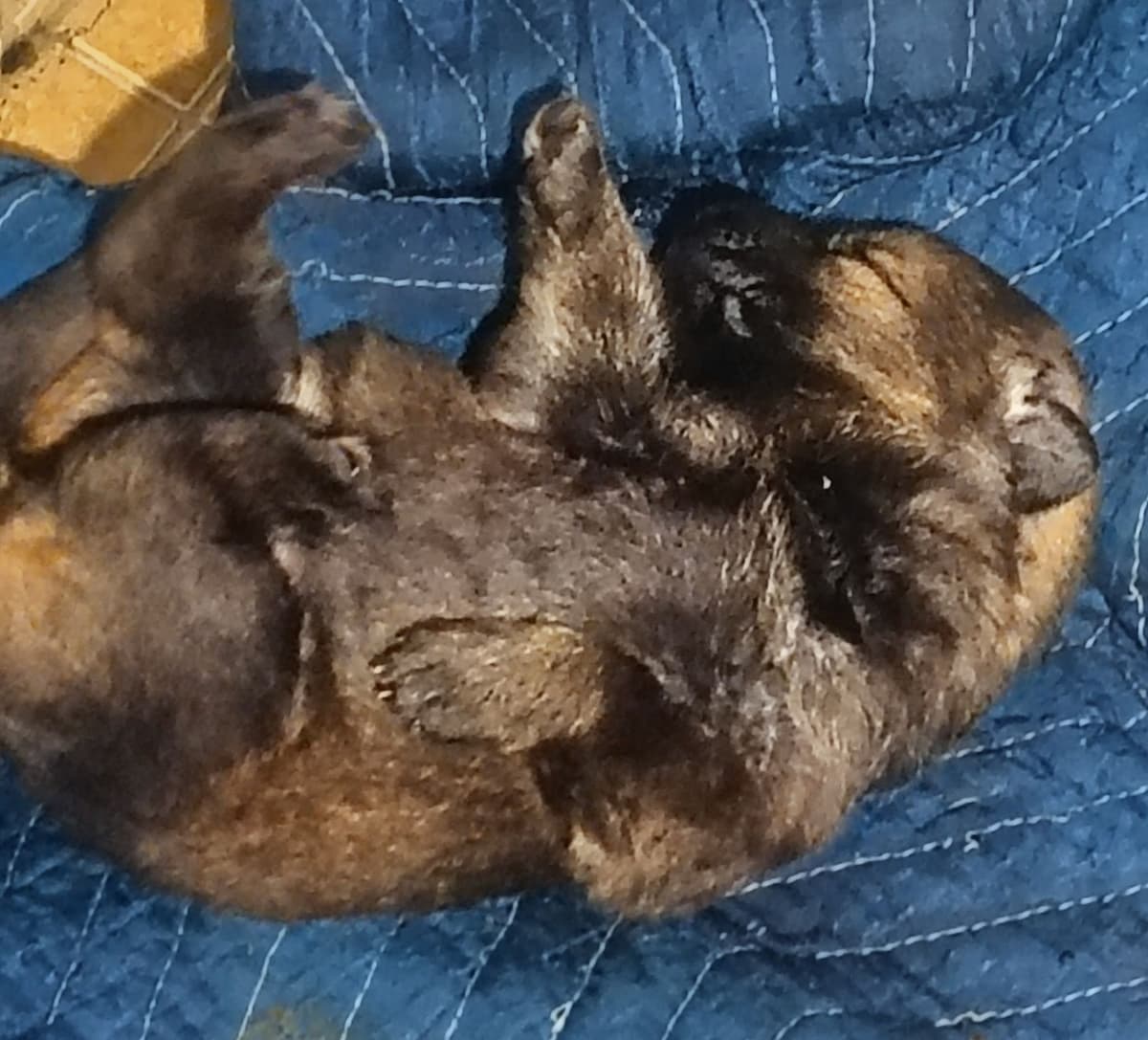AKC Black and Sable German Shepherd Puppies! breeder image 12