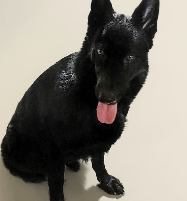 AKC Black and Sable German Shepherd Puppies! media 2