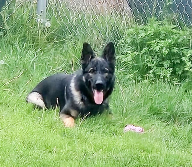 AKC Black and Sable German Shepherd Puppies! media 3