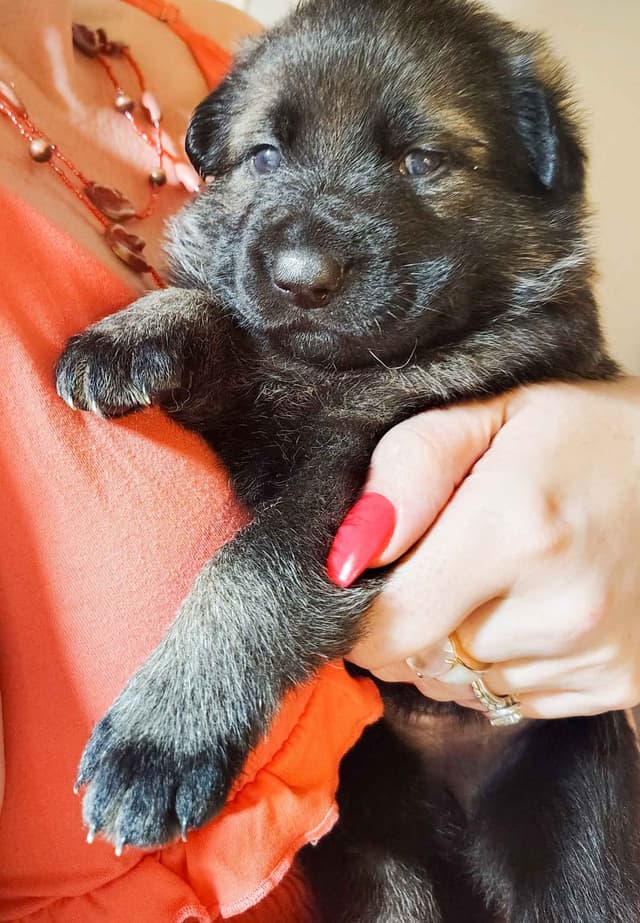 AKC Black and Sable German Shepherd Puppies! media 4