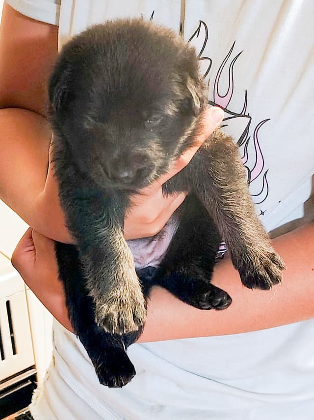 AKC Black and Sable German Shepherd Puppies! media 5