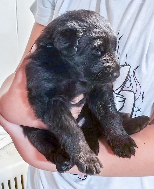 AKC Black and Sable German Shepherd Puppies! media 6