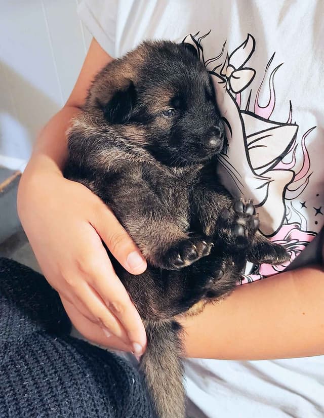 AKC Black and Sable German Shepherd Puppies! media 7