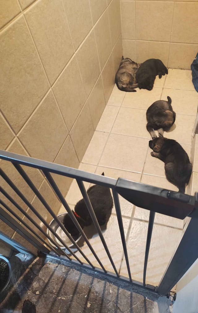 AKC Black and Sable German Shepherd Puppies! media 9