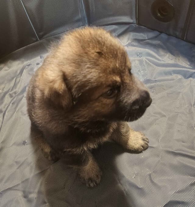 AKC Black and Sable German Shepherd Puppies! media 11