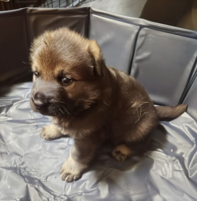 AKC Black and Sable German Shepherd Puppies! media 13