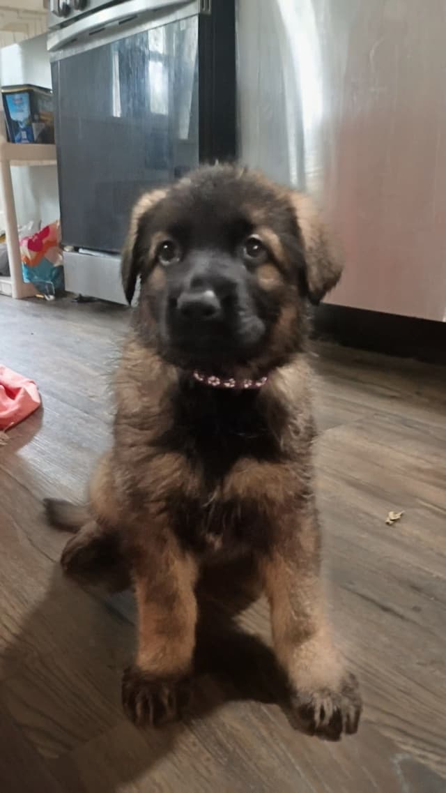 AKC Black and Sable German Shepherd Puppies! media 15