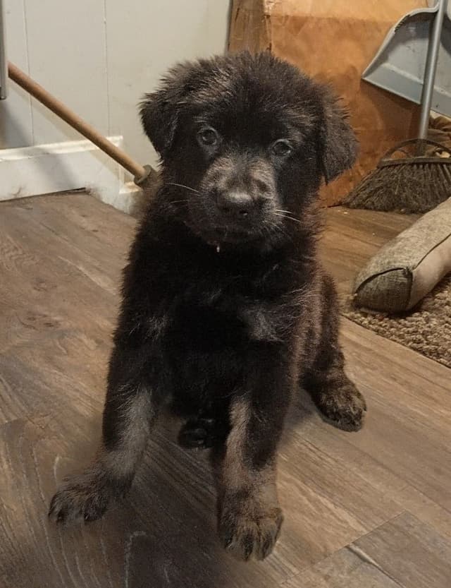 AKC Black and Sable German Shepherd Puppies! media 16