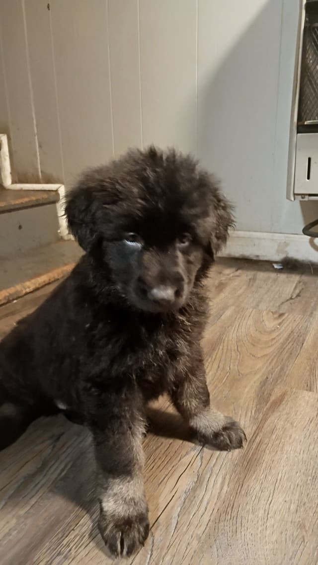AKC Black and Sable German Shepherd Puppies! media 17