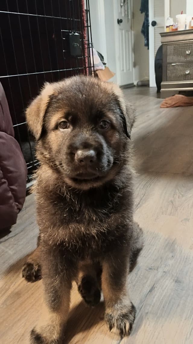 AKC Black and Sable German Shepherd Puppies! media 19