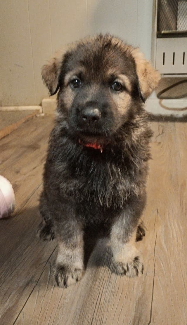 AKC Black and Sable German Shepherd Puppies! media 20