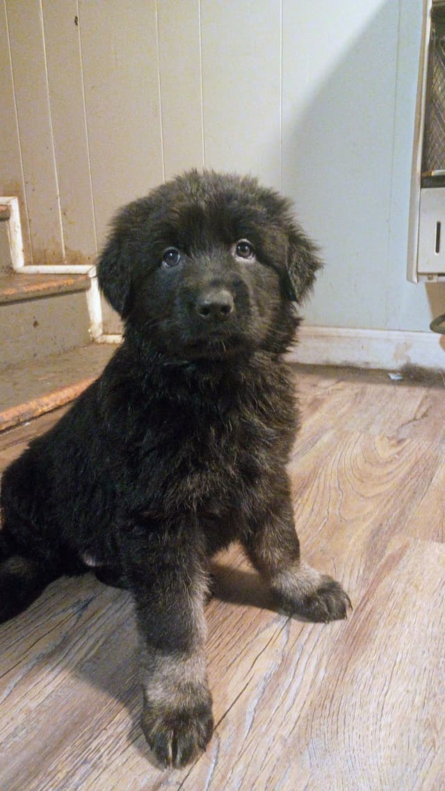 AKC Black and Sable German Shepherd Puppies! media 21