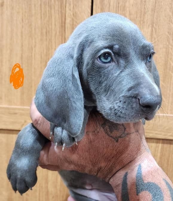 Weimaraner Puppies media 2