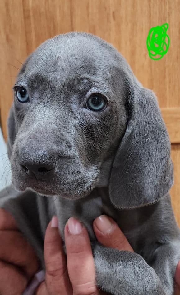 Weimaraner Puppies media 3