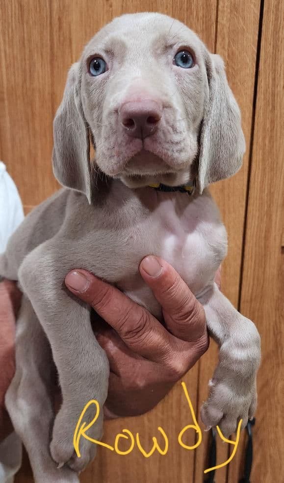 Weimaraner Puppies media 4