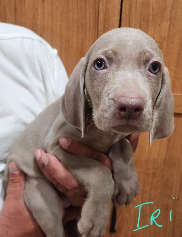 Weimaraner Puppies media 5