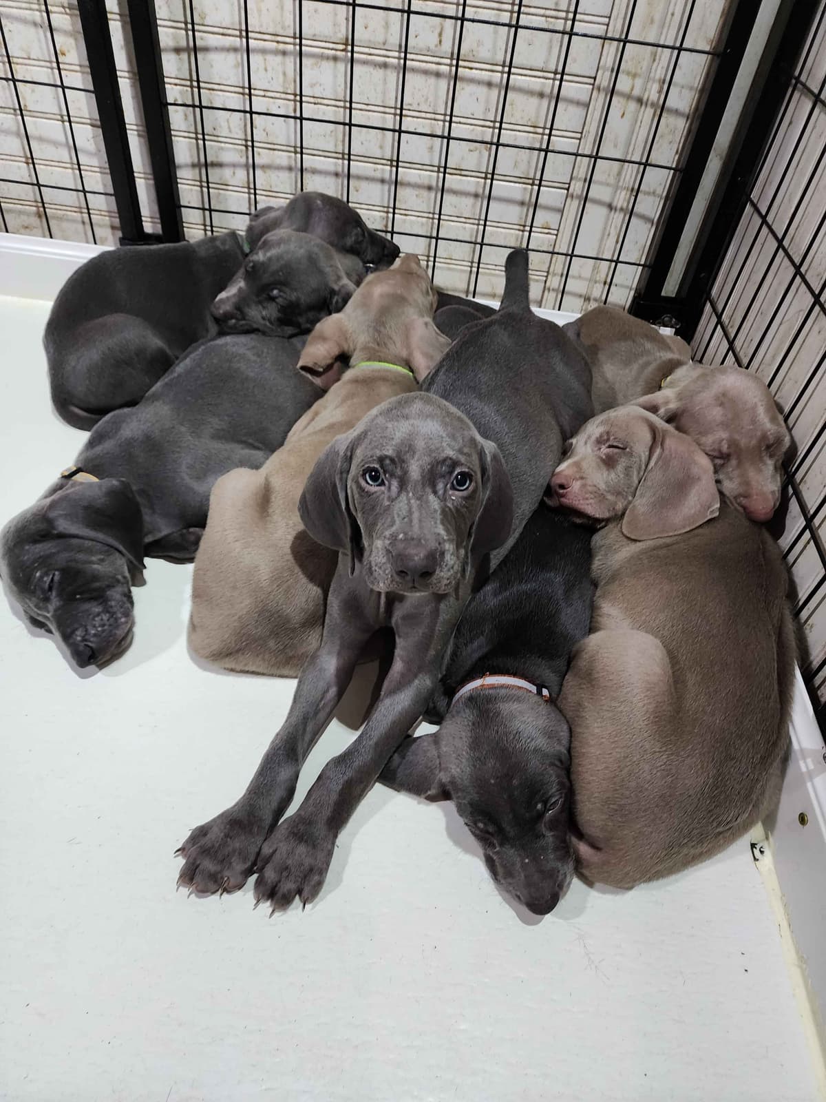 Weimaraner Puppies breeder image 1