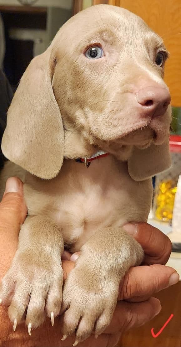 Weimaraner Puppies breeder image 2