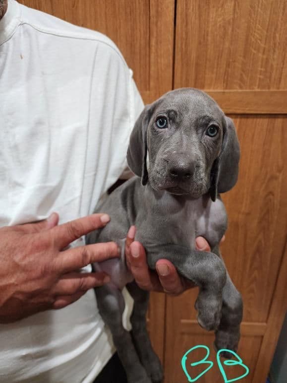 Weimaraner Puppies breeder image 3