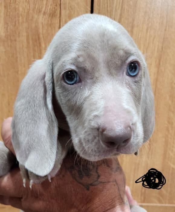 Weimaraner Puppies breeder image 8