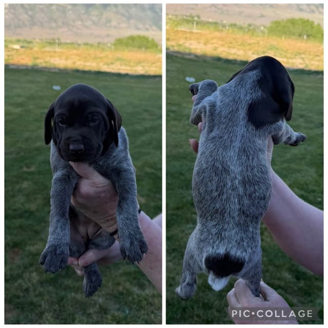 German Shorthaired Pointer puppies media 2