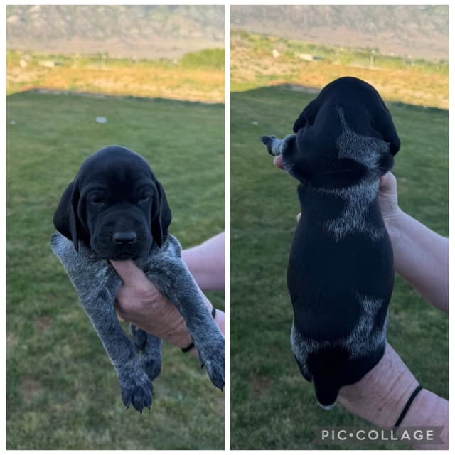 German Shorthaired Pointer puppies media 3