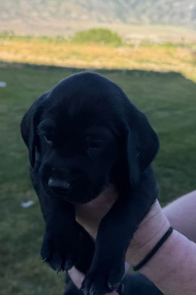 German Shorthaired Pointer puppies media 5