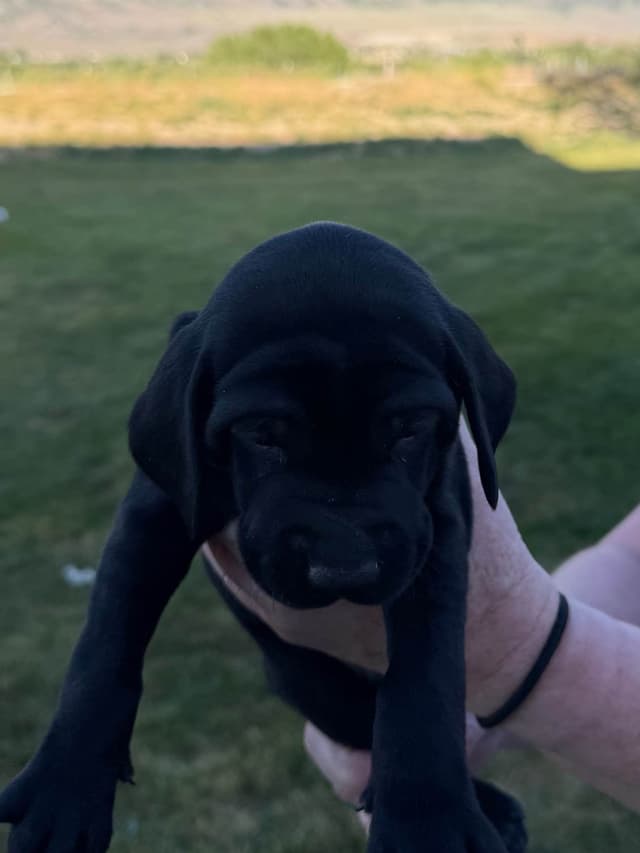 German Shorthaired Pointer puppies media 7
