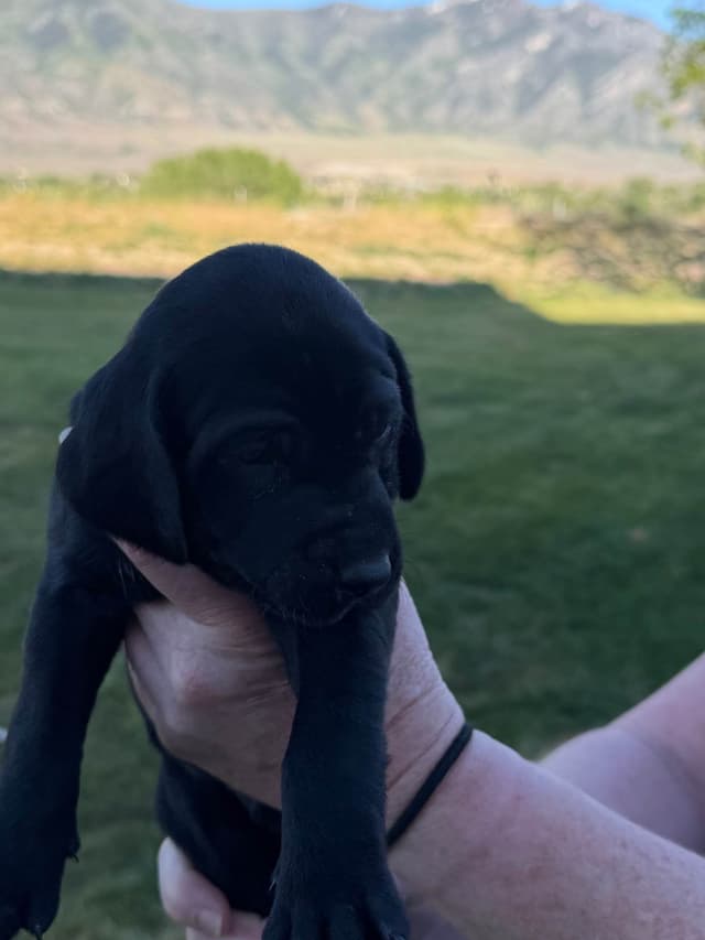 German Shorthaired Pointer puppies media 6