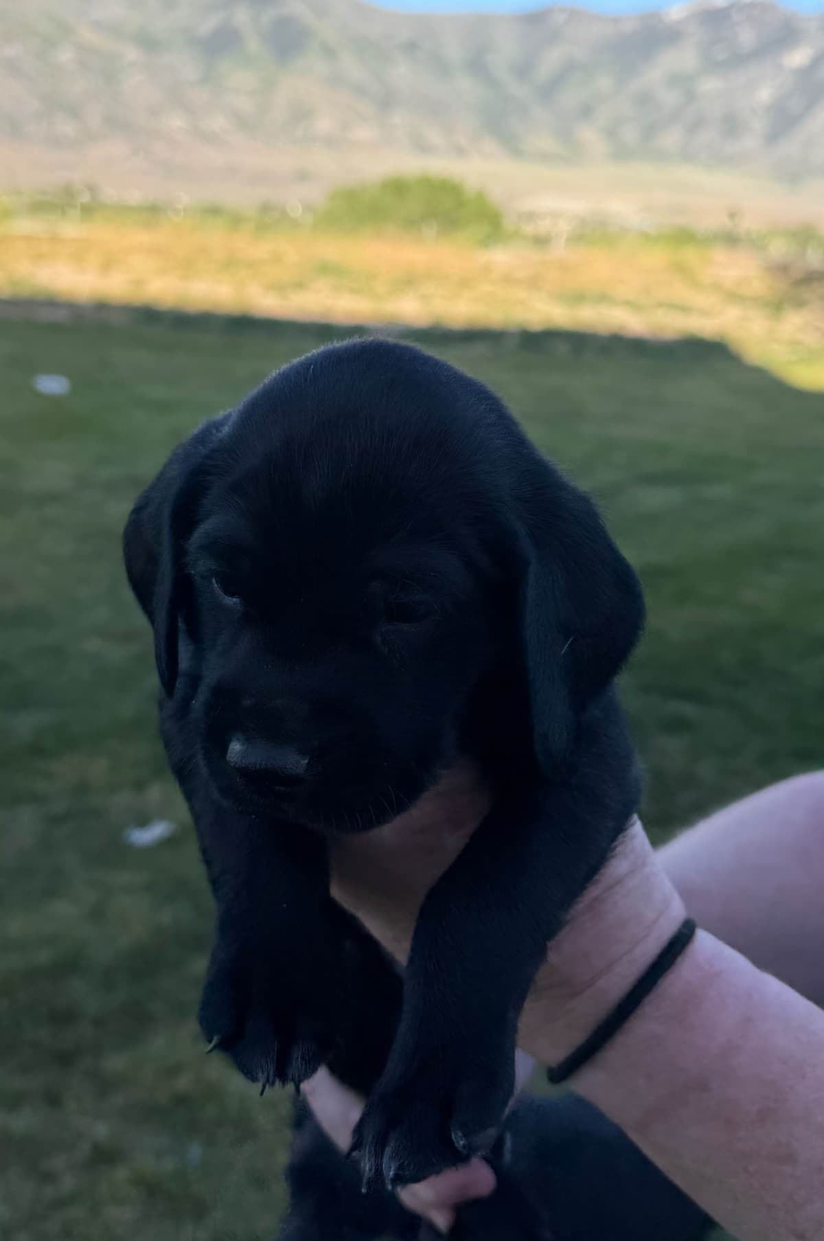 German Shorthaired Pointer puppies breeder image 2