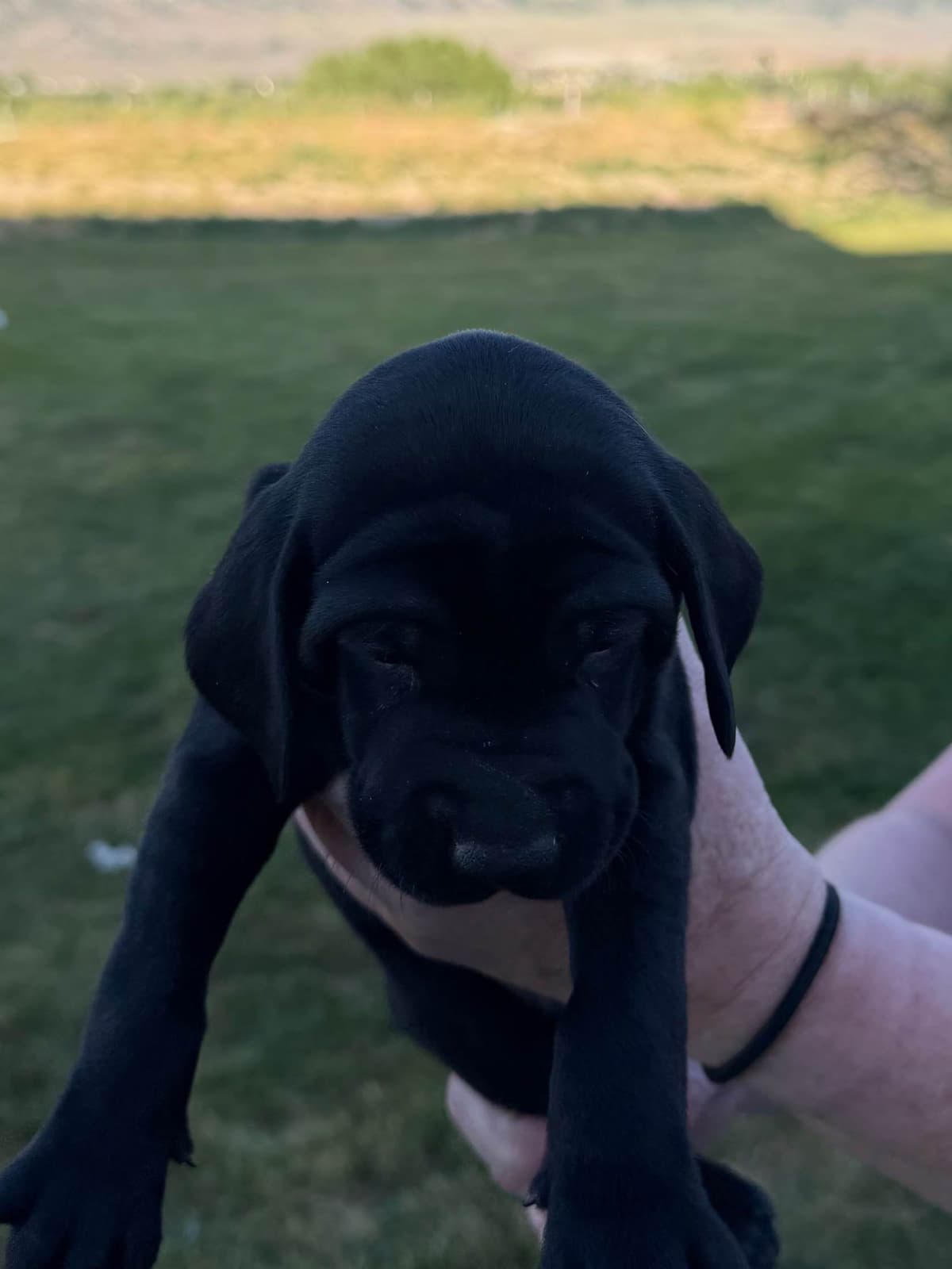 German Shorthaired Pointer puppies breeder image 3