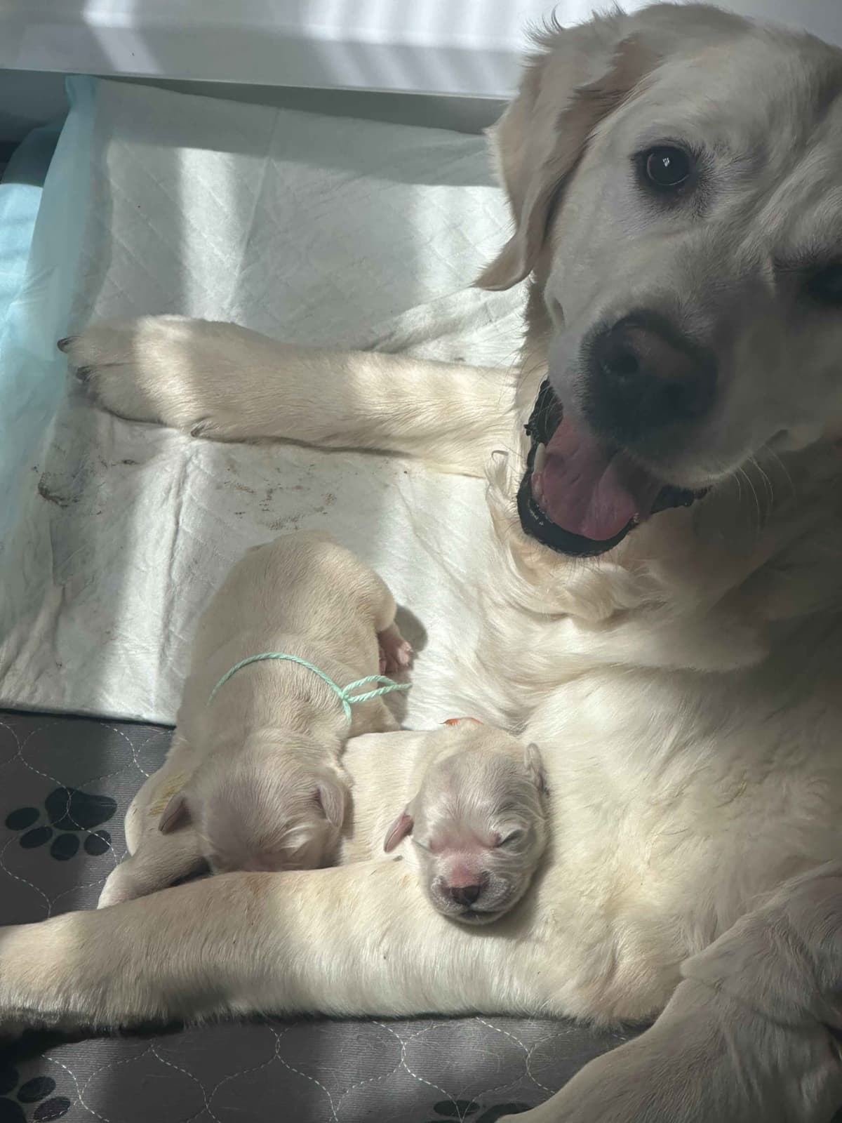 Golden Retriever Puppies breeder image 1