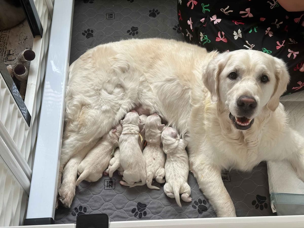 Golden Retriever Puppies breeder image 2