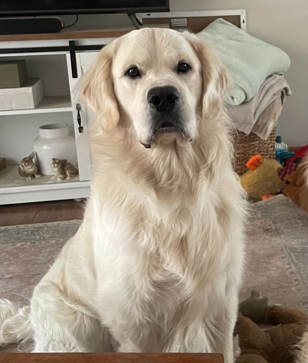 Golden Retriever Puppies breeder image 3