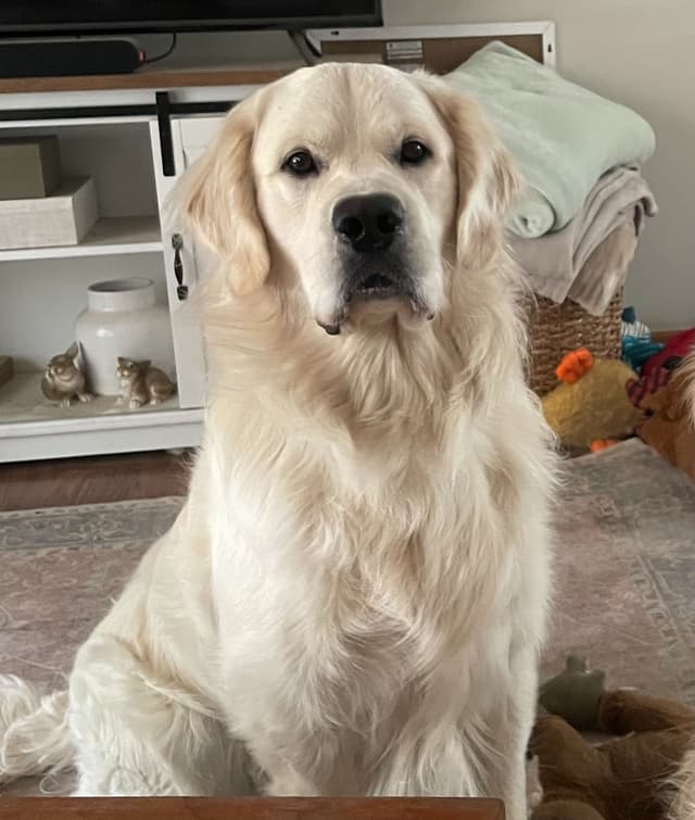 Golden Retriever Puppies media 3