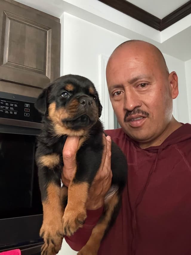 Rottweiler Puppies media 3